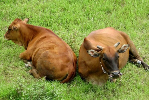 【RPG/汉化/NTR】爆炎雷钢~佑狮龙 V1.0 精翻汉化版【700M】【新汉化】 畅玩游戏 预览第3张-XACG动漫资源社——中文ACG动漫游戏社区